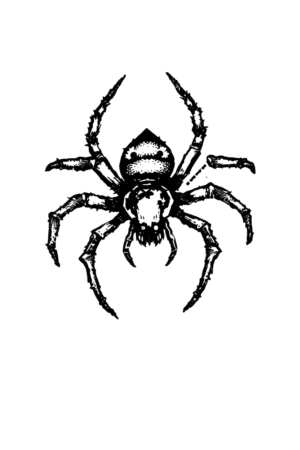 A detailed black and white illustration of a spider positioned in the center, facing right. The spider's glossy black body features intricate textures on its legs and body. Its legs are spread wide, with some slightly curled, while its head faces left. The