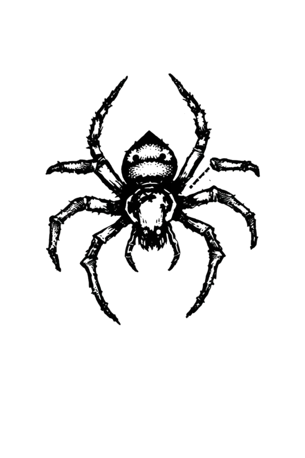 A detailed black and white illustration of a spider positioned in the center, facing right. The spider's glossy black body features intricate textures on its legs and body. Its legs are spread wide, with some slightly curled, while its head faces left. The